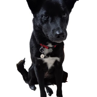 ＜トライアルのため一旦募集停止＞元野犬の女の子