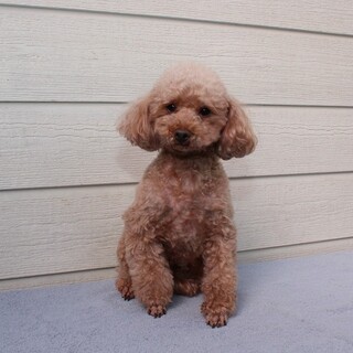 温厚で甘えん坊なトイプーの女の子