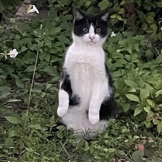 【保護猫リー】〜ひとりぼっちになった小さな命〜