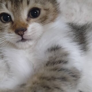 可愛い♪こたつくん♪5ヵ月