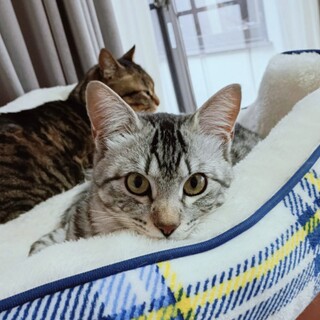 人が大好き 甘えん坊のかんたくんです