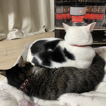 まつりさんのハラスメント、略してまつハラ（笑）