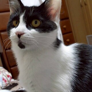 おとなしい性格 いちばちゃん