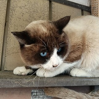 青目　ラグドールミックス　美猫人なれOK　4才