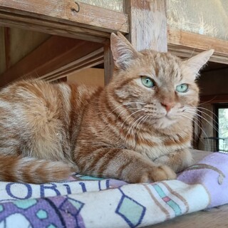 アメショ風渦巻き柄の茶トラ くん大柄 3歳