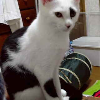 ごはん大好き よつば君