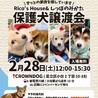 ラッシーちゃん、28日の譲渡会に参加します. サムネイル2