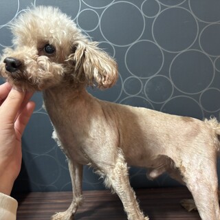 急募！トイプードル　男の子