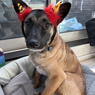 顔黒脚長華奢小柄女子