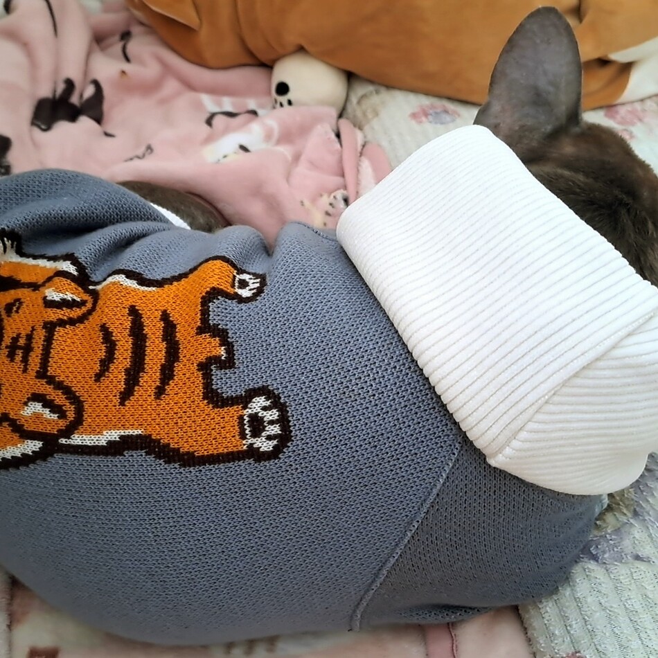 小鉄のカバー写真