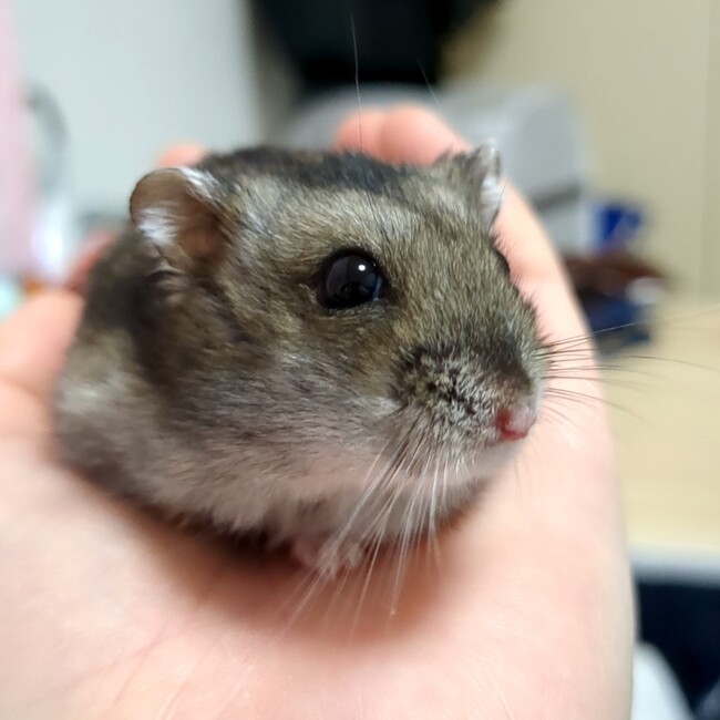 サマーみかんのカバー写真