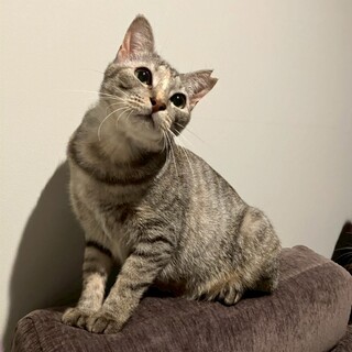 3/29譲渡会参加！サバトラ？麦わら？の美人さん