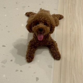 トイプードル　里親募集