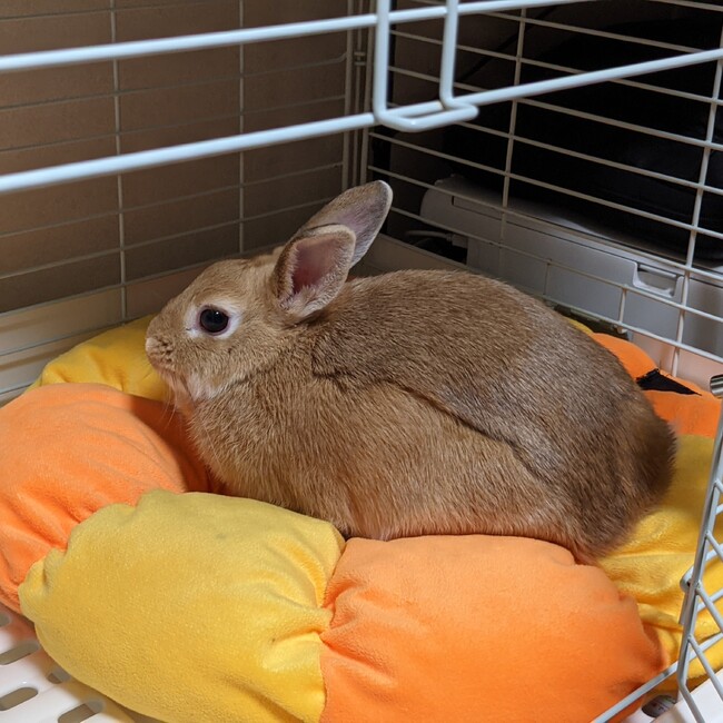 まるみさのカバー写真