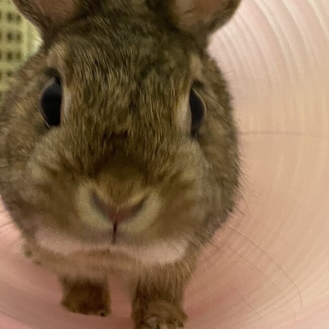 ピノキオ32のカバー写真