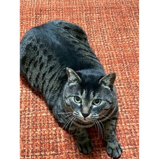 丸い猫【ねね吉】