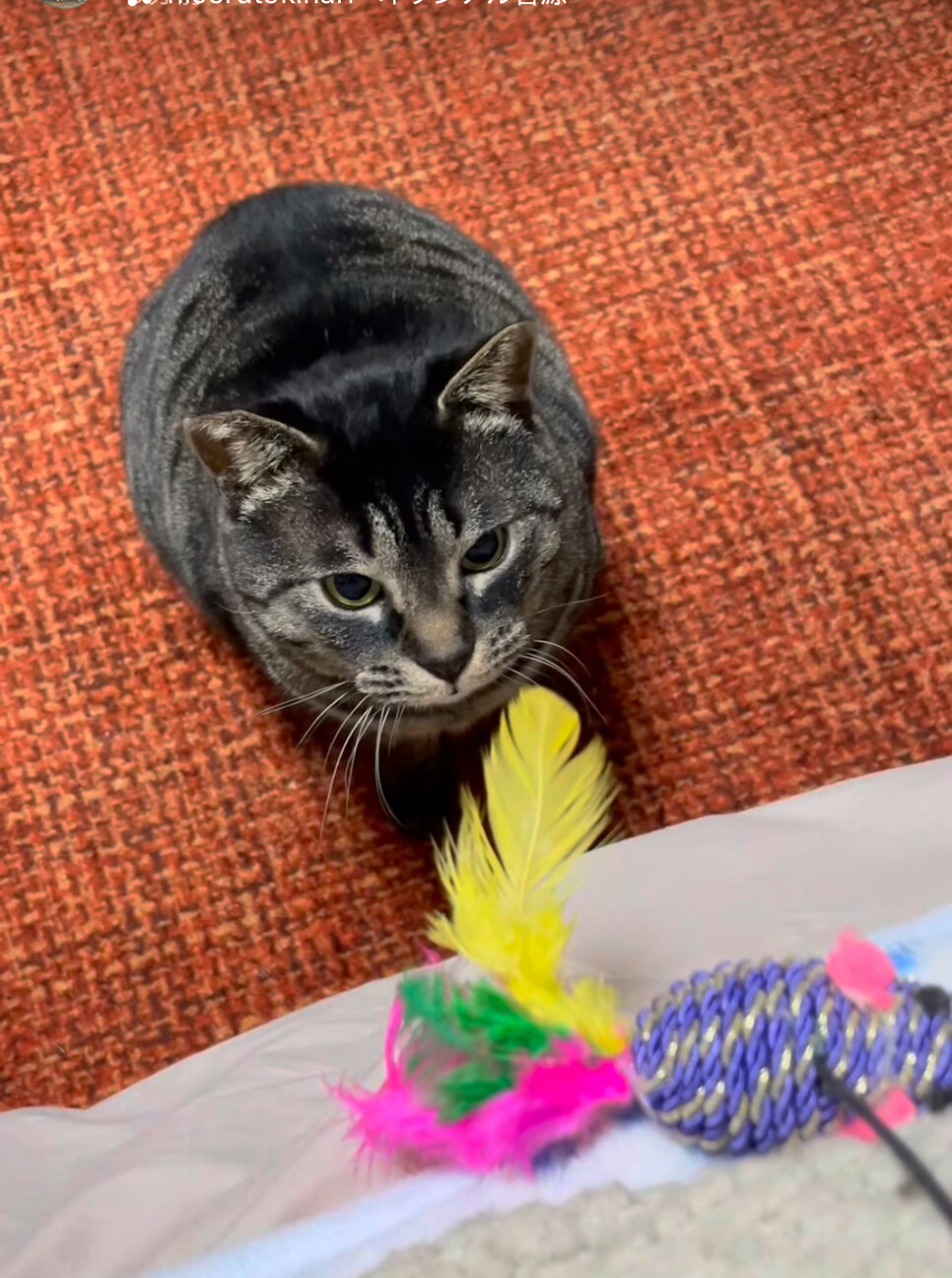 丸い猫【ねね吉】 サムネイル2