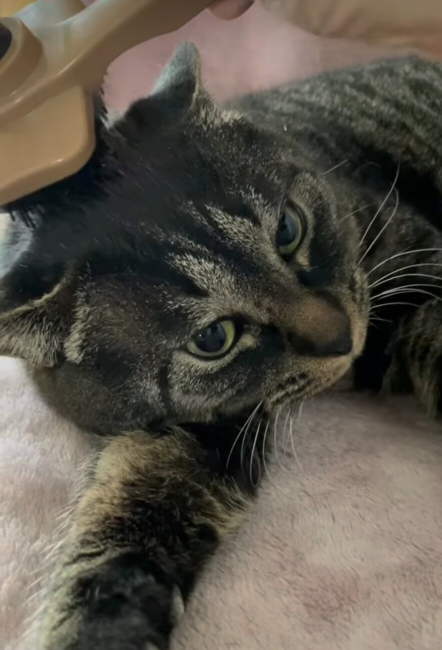 丸い猫【ねね吉】 サムネイル4