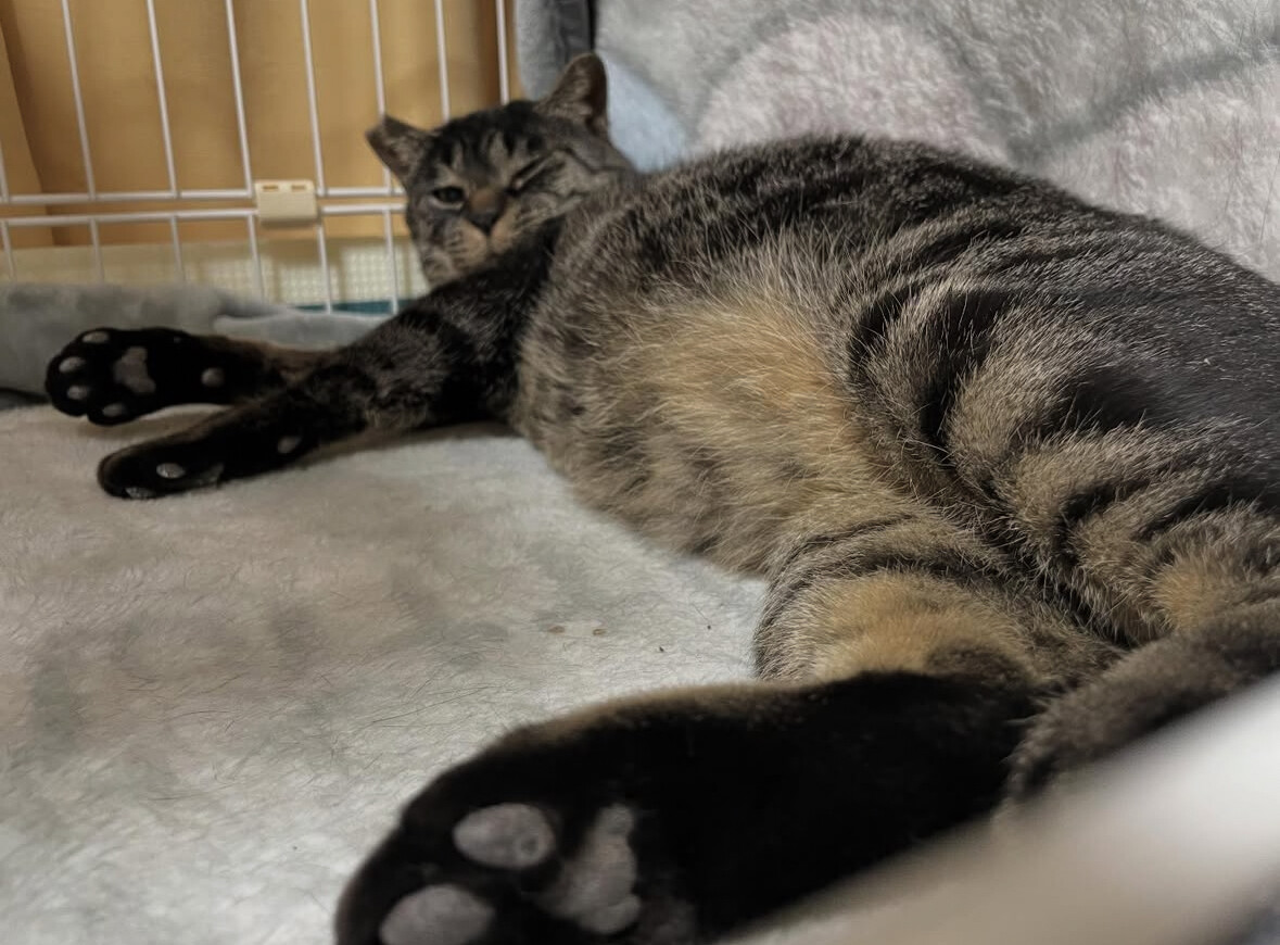 丸い猫【ねね吉】 サムネイル6