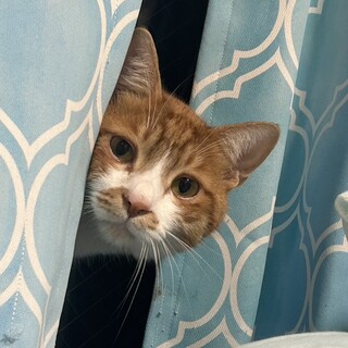 【2/15月島】甘えん坊☆飼いやすい大人猫