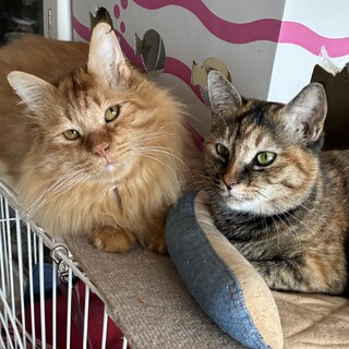 【4/5三田】初心者向き◎大人の落ち着いた猫ペア