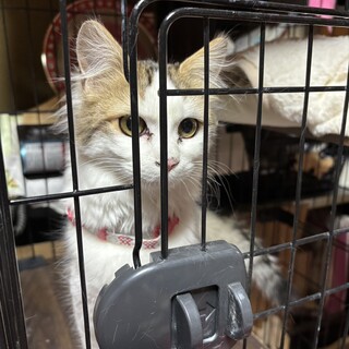 長毛の可愛い男の子❤