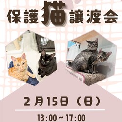 譲渡会を開催します！