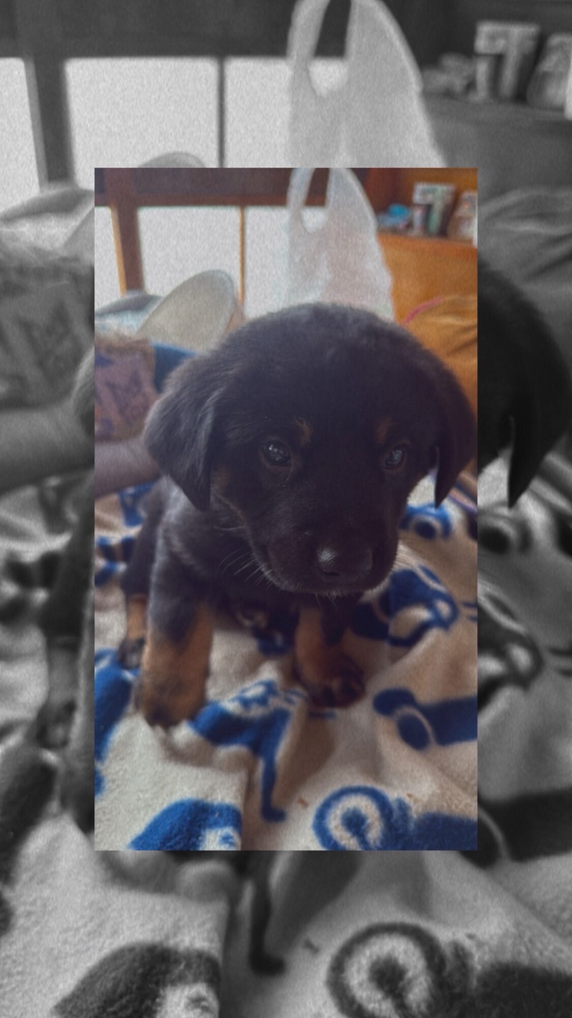 ロットワイラー系の雑種の子犬です。 サムネイル1