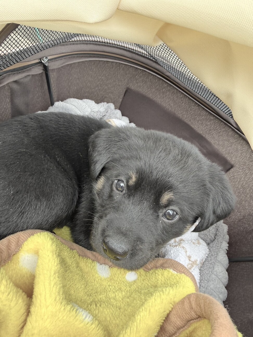 ロットワイラー系の雑種の子犬です。 サムネイル2