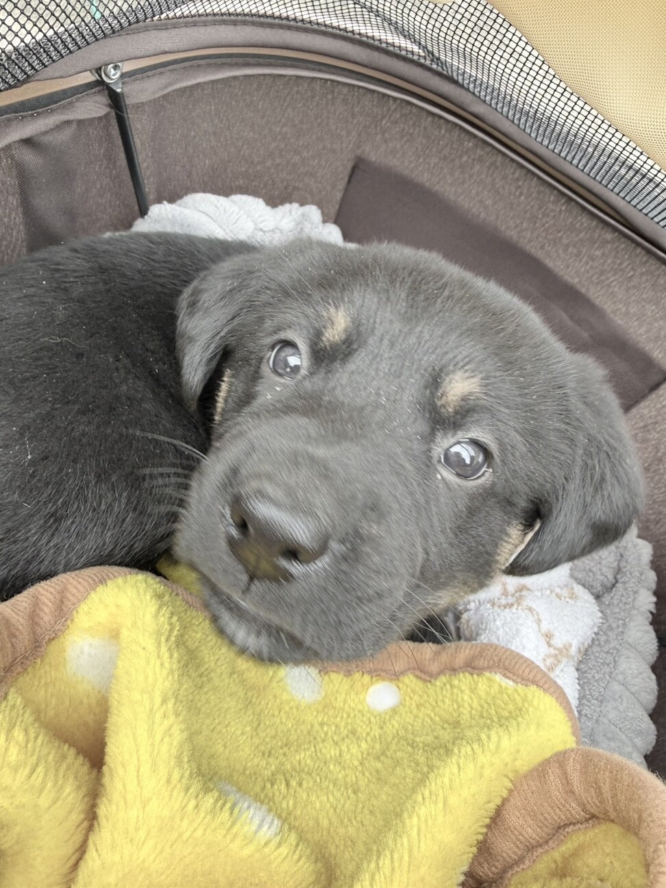 ロットワイラー系の雑種の子犬です。 サムネイル3