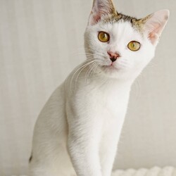 【さいたま市見沼区】2/23㊗ハレノテラス保護猫譲渡会 サムネイル2