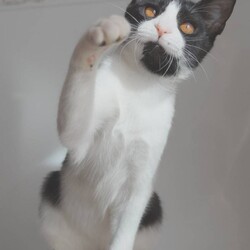 【さいたま市見沼区】2/23㊗ハレノテラス保護猫譲渡会 サムネイル3