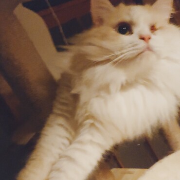 ラガマフィンのラテくん