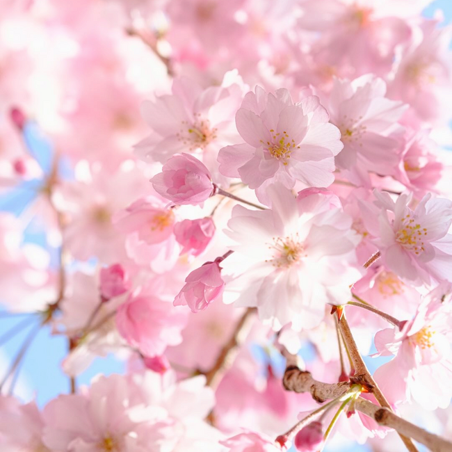 salipiのカバー写真