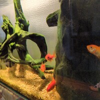 小赤ちゃんたち