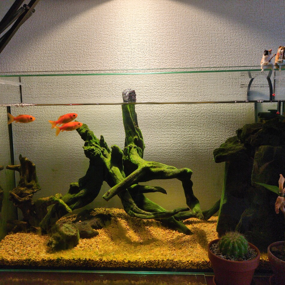 小赤ちゃんたちのカバー写真