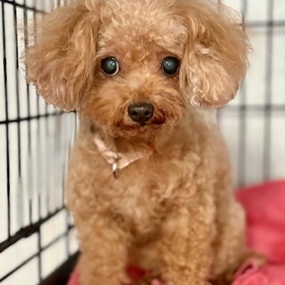 ★シニア部★26-W33★ティーカップ