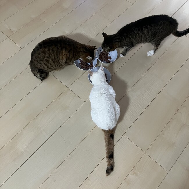 猫LOVE運転手のカバー写真