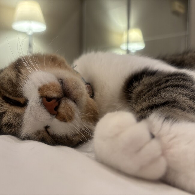 Amytakaのカバー写真