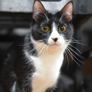 とってもおとなしい子猫です