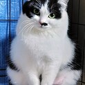 気高く綺麗な猫ちゃんです