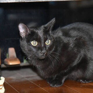 かわいい黒猫ちゃんの里親にぜひなりませんか