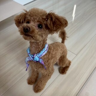 トイプードル　里親募集