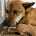 収容に期限があります。殺処分対象！