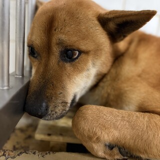 収容に期限があります。殺処分対象！