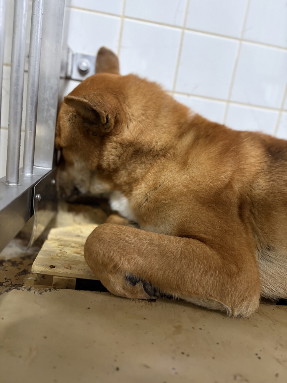 収容に期限があります。殺処分対象！ サムネイル6