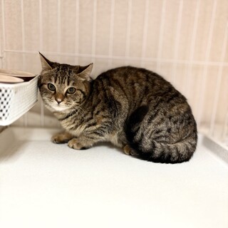 推定2025年11月生まれキジ♀クミンちゃん