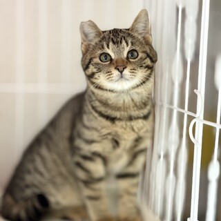 推定2025年11月生まれキジ♂コリアンダーくん　