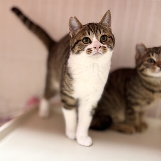 推定2025年11月生まれ♂ターメリックくん