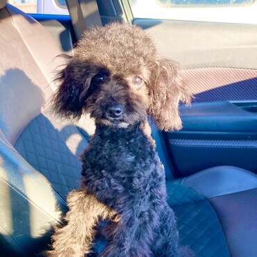 ロイス君　新しい家族です。